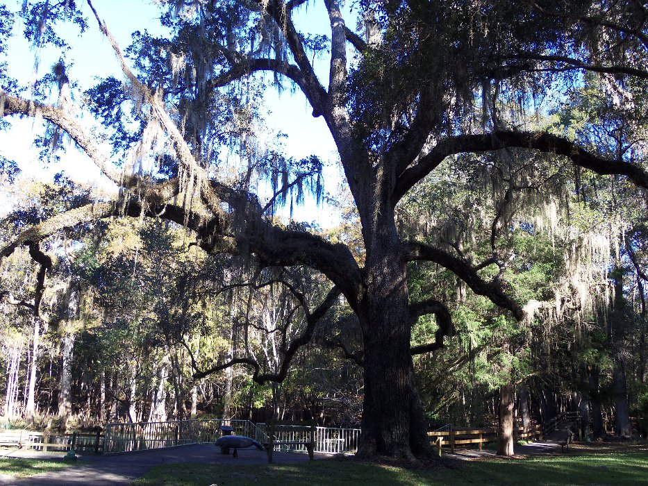 003-Manatee Springs Park.jpg